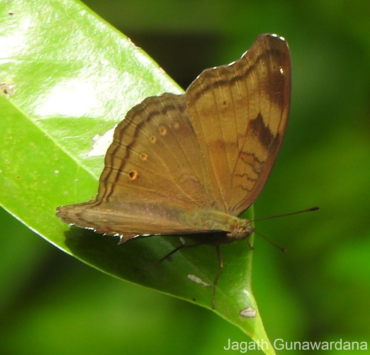 Junonia iphita Cramer, 1779